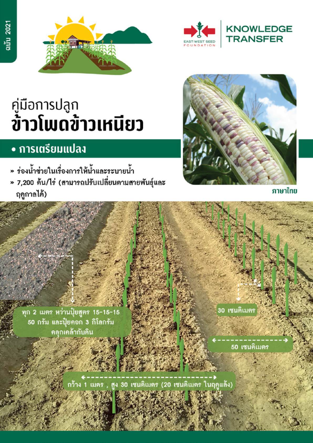 วิธีการปลูก-ข้าวโพดข้าวเหนียว