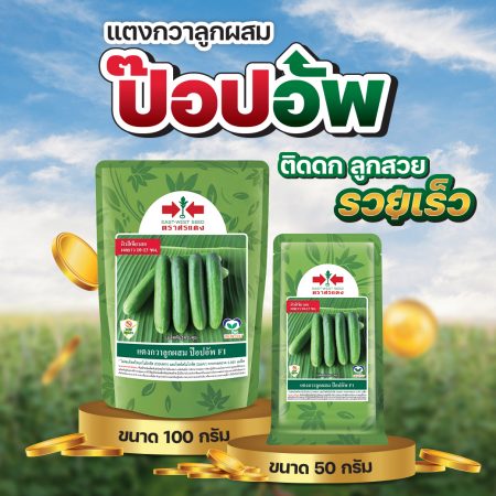 แตงกวาป๊อปอัพ แตงกวาที่ปลูกแล้ว ติดดก ลูกสวย รวยเร็ว